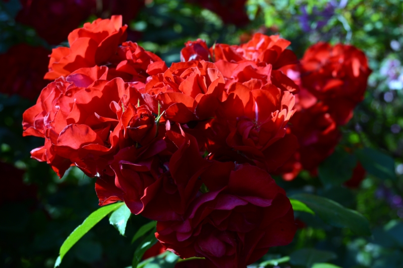 07-DSC_3622.jpg