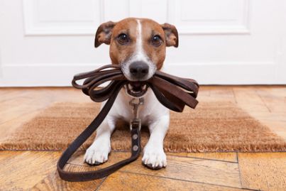 cane-guinzaglio-id16778.jpg