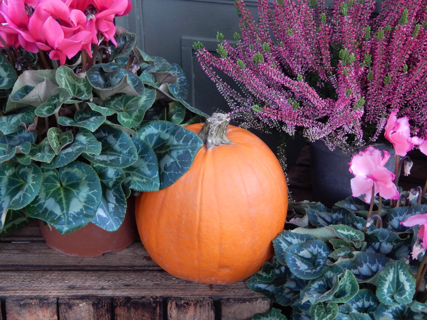 DSCN4798.JPG