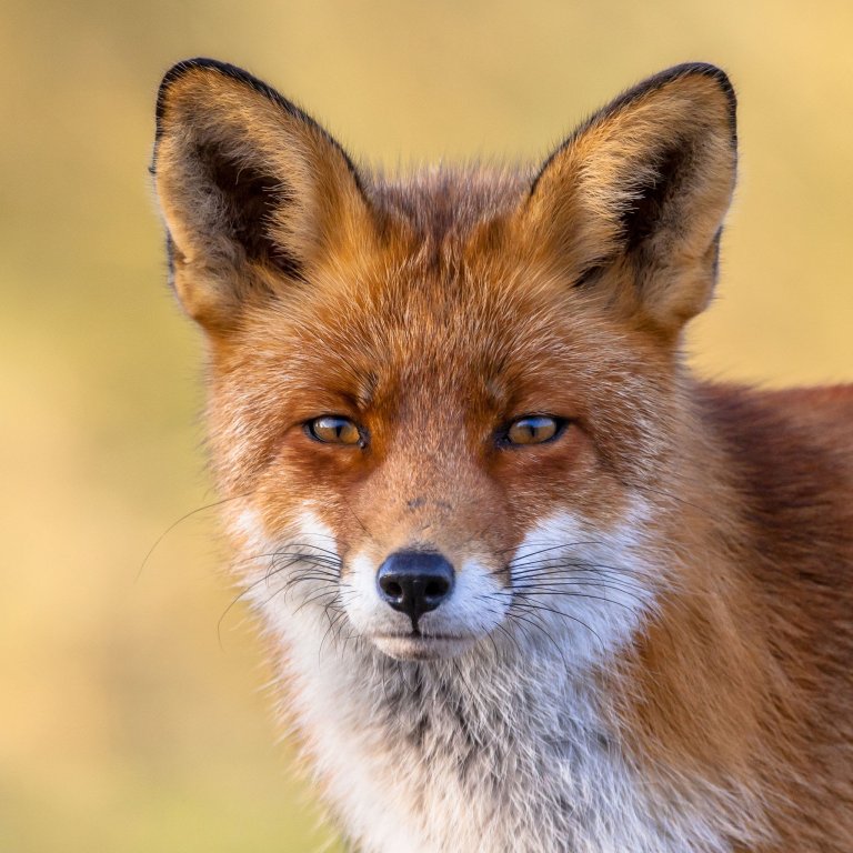 fox.jpg