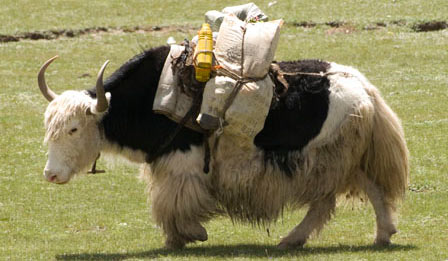 pack-yak-Tibet.jpg