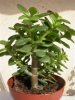 crassula.jpg