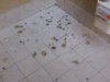 guano.jpg