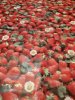 fragole.jpg