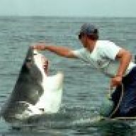 shark
