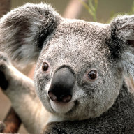 pippinoepippone