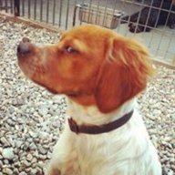 Enzo_
