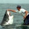 shark