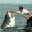 shark