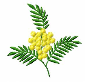 mimosa-11.jpg