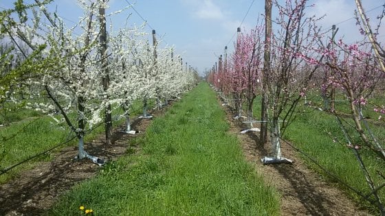 www.anadimm.it
